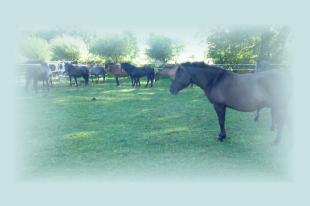 Horses and Livestock